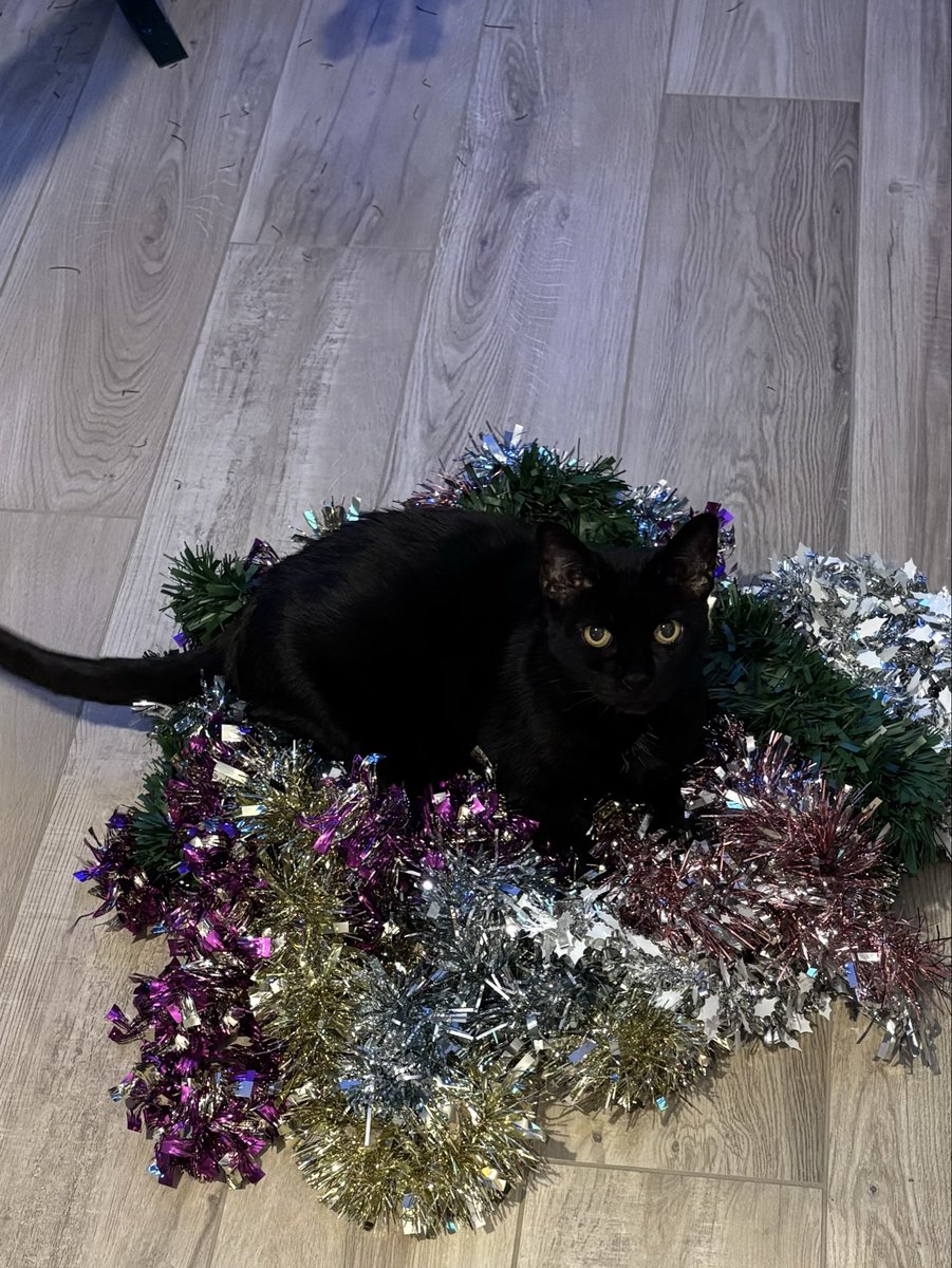 anjasoby's tweet photo. @Number10cat https://t.co/OMox43Rtab