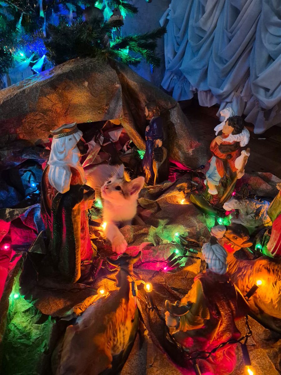 Vitto y Simón les desean una feliz navidad 🎄