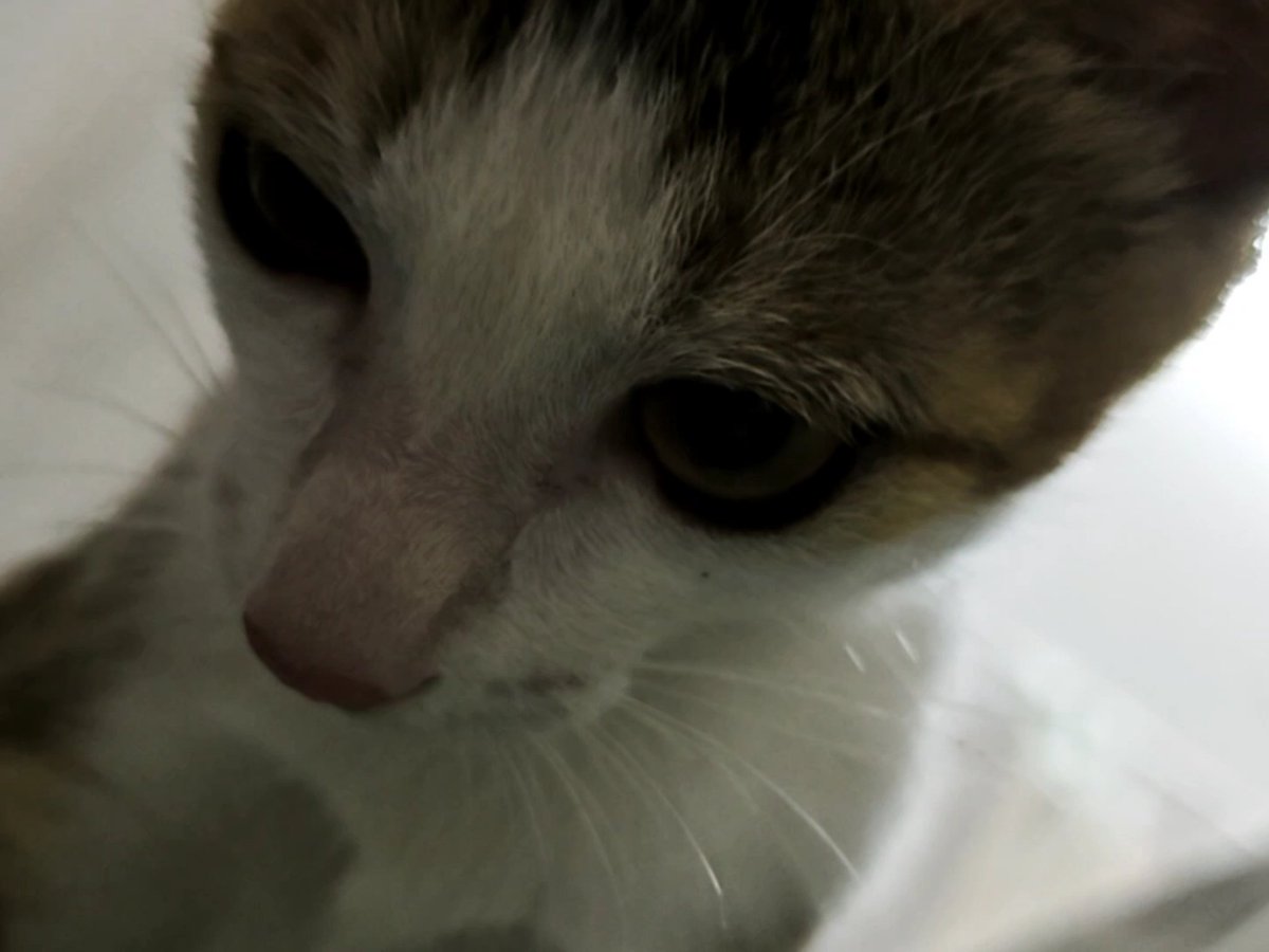 yy_ghl's tweet photo. @Shadow000812 我考完试就可以回家抱我的小猫了！ https://t.co/HrQp50Sb30