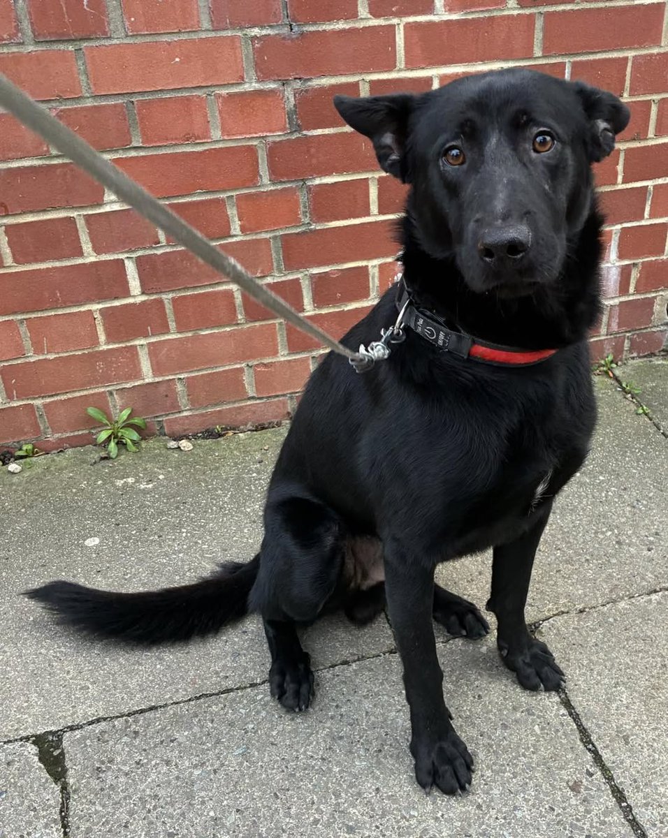 AdoptionsUk's tweet image. Please retweet to help find the owner or a rescue shelter space for this stray/abandoned dog  #Darlington #Durham #CountyDurham  #UK ❤️🐶🎅
Found straying in Auckland Oval area of Darlington on Wednesday 24th December 2025.
He is microchipped &amp;amp; enquiries are ongoing. If he is…
