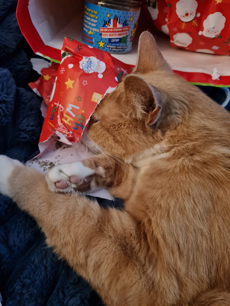 GingerStevie2's tweet photo. @Number10cat Stevie after his treats and catnip https://t.co/gvasdBYqFD