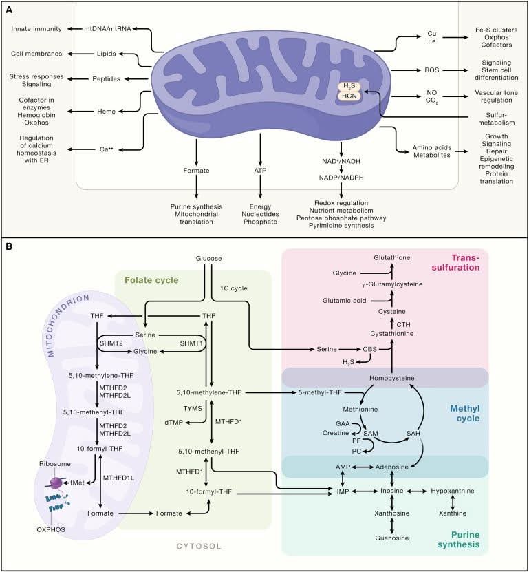 William A. Wallace, Ph.D. tweet media