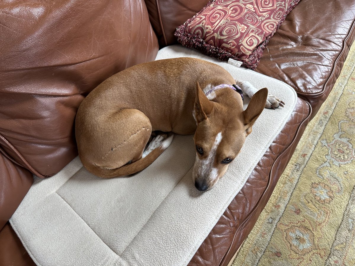 Valls Bindaloo tweet media