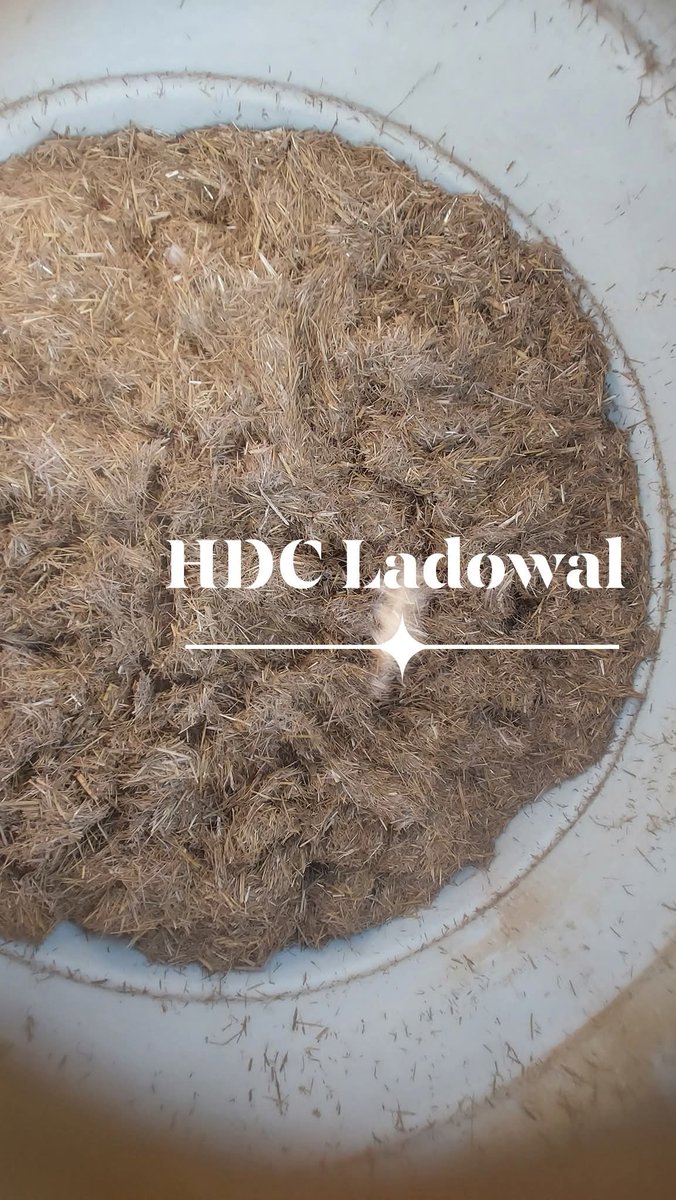 ambish24's tweet photo. Paddy Straw Utalisation with Oyster Mushroom Production Demonstration at Horticulture Development Centre Punjab Department of Horticulture @PunjabGovtIndia @BhagwantMann @PMOIndia @FAO https://t.co/k32Cj5W0tF