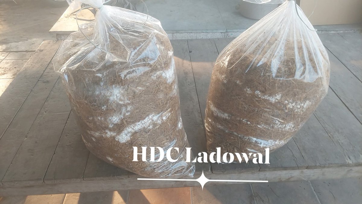 ambish24's tweet photo. Paddy Straw Utalisation with Oyster Mushroom Production Demonstration at Horticulture Development Centre Punjab Department of Horticulture @PunjabGovtIndia @BhagwantMann @PMOIndia @FAO https://t.co/k32Cj5W0tF