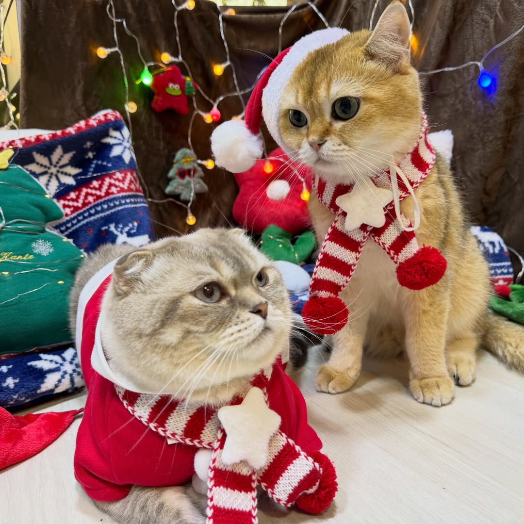 TrendforGulf's tweet image. พี่ซาร์กับเต้มา Merry Christmas ค้าบ🎄🎅🏽 

GULF KANAWUT 
@gulfkanawut
#GulfKanawut
#กลัฟคณาวุฒิ 
#อาซาร์แมวเซา 
#ก็องเต้แมวซน