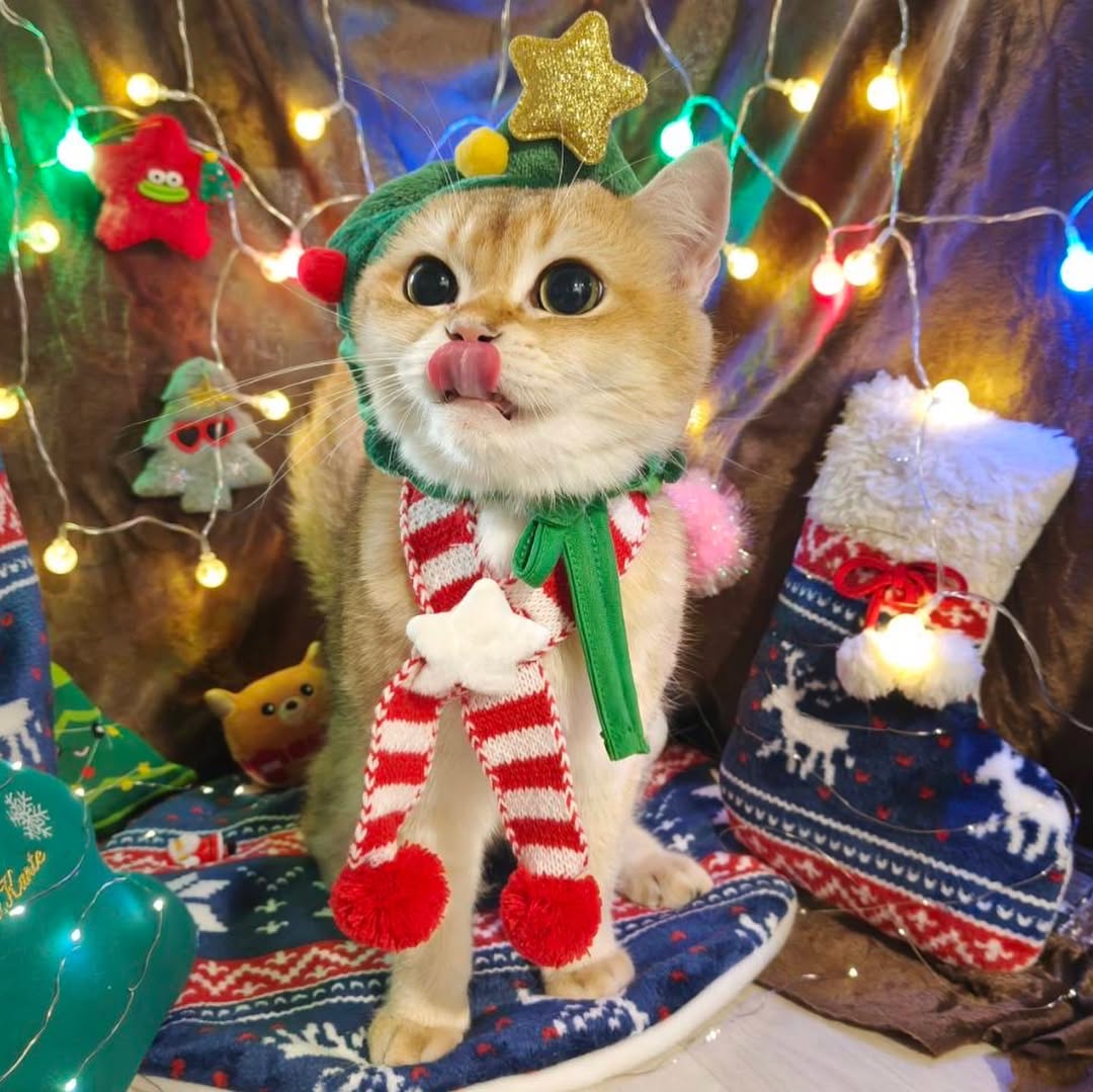 TrendforGulf's tweet image. พี่ซาร์กับเต้มา Merry Christmas ค้าบ🎄🎅🏽 

GULF KANAWUT 
@gulfkanawut
#GulfKanawut
#กลัฟคณาวุฒิ 
#อาซาร์แมวเซา 
#ก็องเต้แมวซน