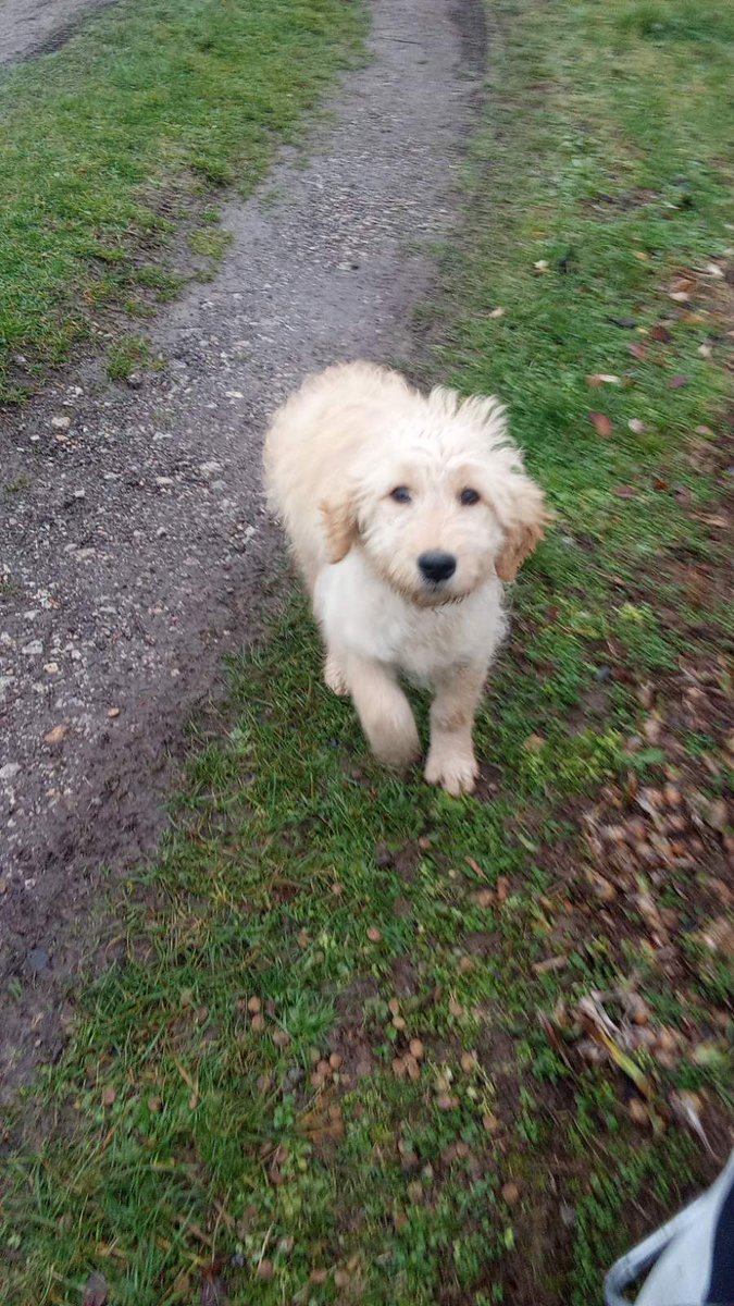 Ljiljan65880270's tweet image. 🚨🐾On jos uvek ceka ,nada se da ce uskoro biti u svom konacnom domu 🚨🐾Muzjak star oko 4 meseca ,HITNO MU TREBA DOM 🚨🐾Molim RT 🙏🏿