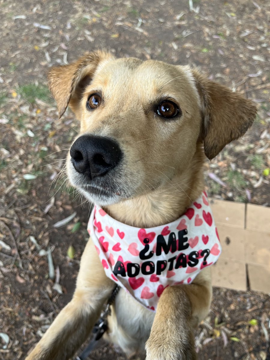¿Me adoptas? 🥹🩷

Soy Poppy,y necesito una familia.

Estoy en CDMX.