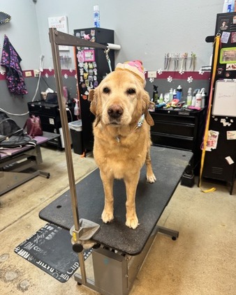 FurtasticPet's tweet image. Happy Holidays!  #lakewoodpetgrooming #doggrooming #doggyspa #cutedogs #happyholidays lakewoodpetgrooming.com