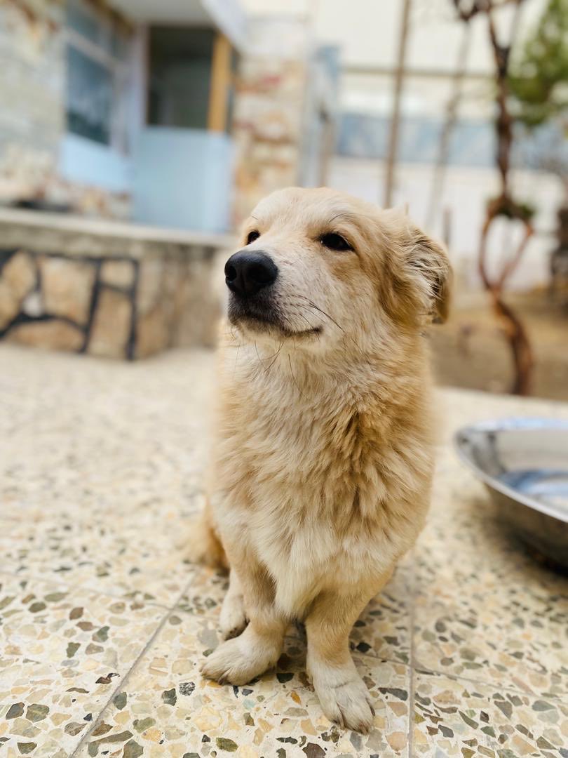 KSARshelter's tweet image. A ho ho ho happy Christmas from our own special Santa! 🧑‍🎄