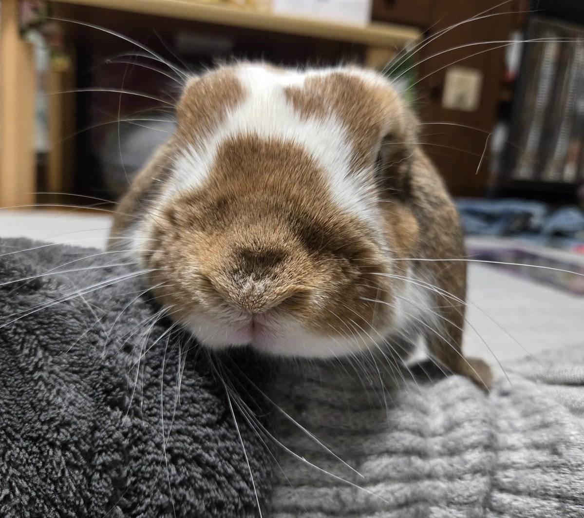 南兎 (@sud_lapin2987) / Posts / X