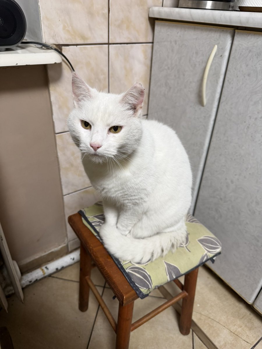 kreconefrytki's tweet image. kolekcjonowanie zdjęć zwierząt z rodziny to moje hobby