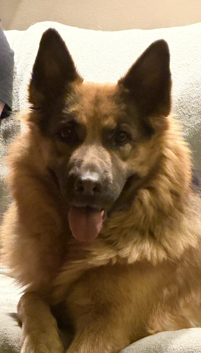 kreconefrytki's tweet image. kolekcjonowanie zdjęć zwierząt z rodziny to moje hobby