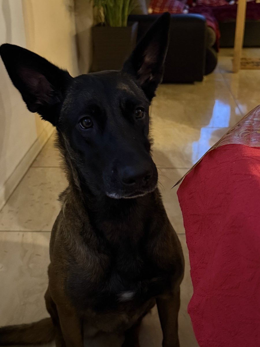 kreconefrytki's tweet image. kolekcjonowanie zdjęć zwierząt z rodziny to moje hobby