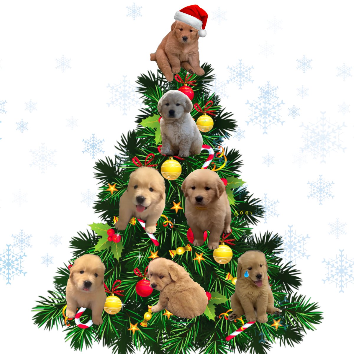 puppies_video's tweet photo. https://t.co/MSTdBWq6DZ