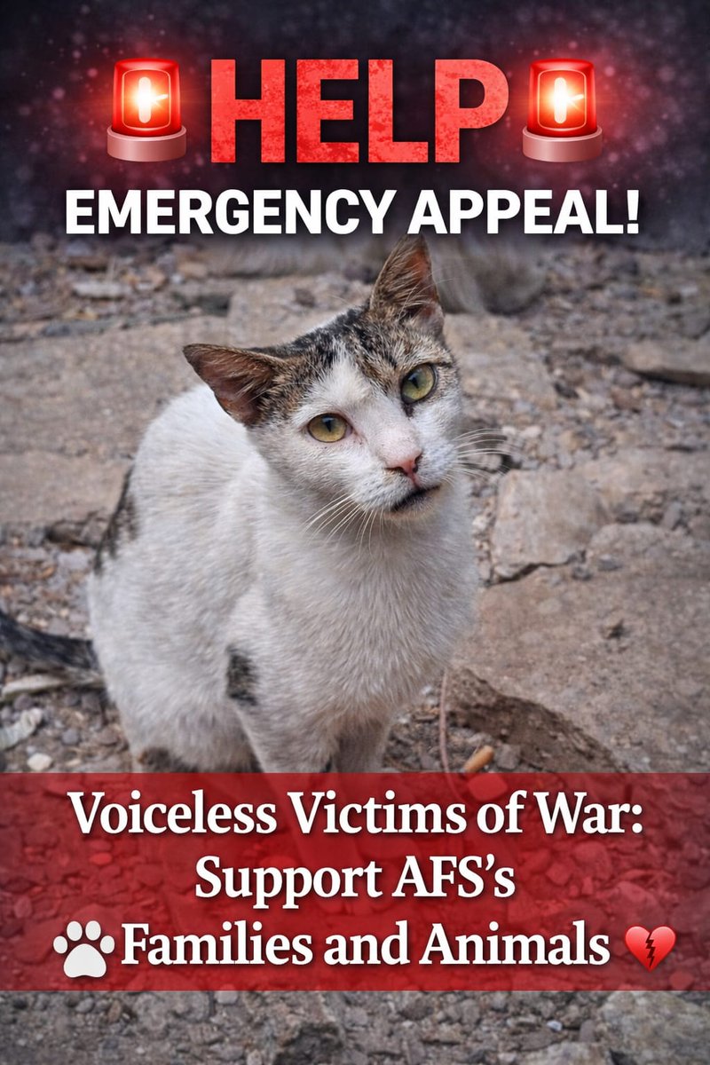 Yes, our dears… though our AFS shelter and our home were crushed, we still cling to every rescued furbaby we saved. Their fragile bodies, trembling fur, and silent hope are what keep us going in a world where survival itself feels like a miracle. We continue to feed, treat, and