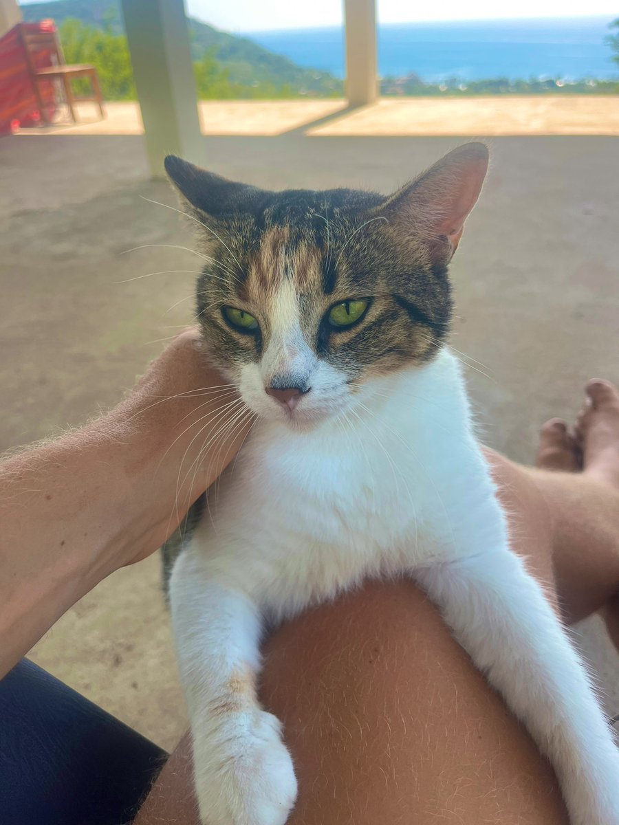 Die bullische Bitcoin Katze sagt 2026 wird unfassbar gut für Bitcoin.