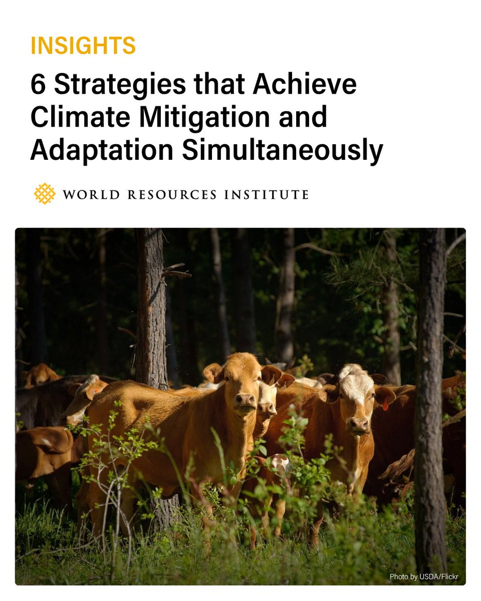 WRIClimate's tweet photo. 🌍 Adaptation vs. Mitigation? It’s not either/or.

@WRIClimate found 50%+ of 300+ #adaptation projects also cut emissions through climate-smart farming, greener cities &amp; resilient renewables.

Both can happen at once — explore 6 strategies 👉 https://t.co/RDVdR6A46Z https://t.co/1HSE79ofnR