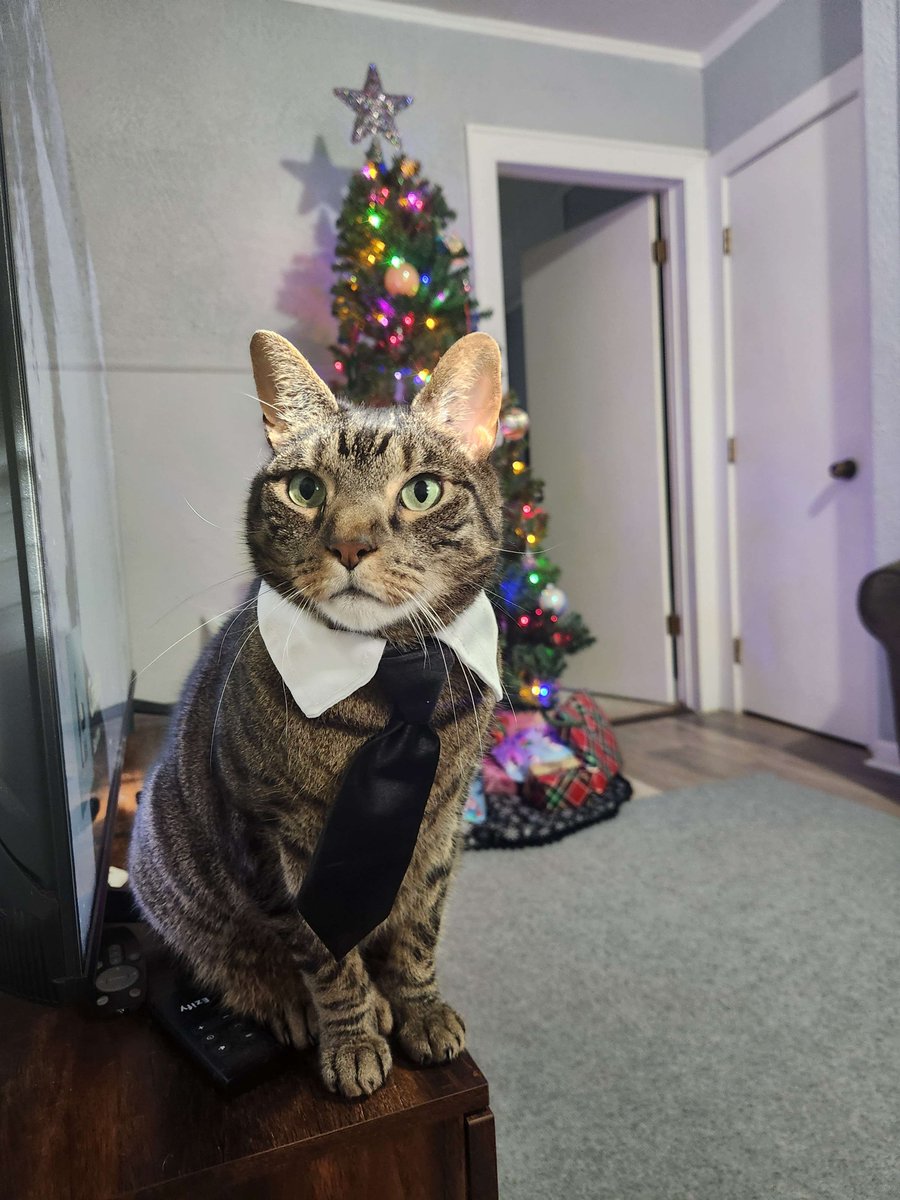 Look who got all dressed up for Christmas