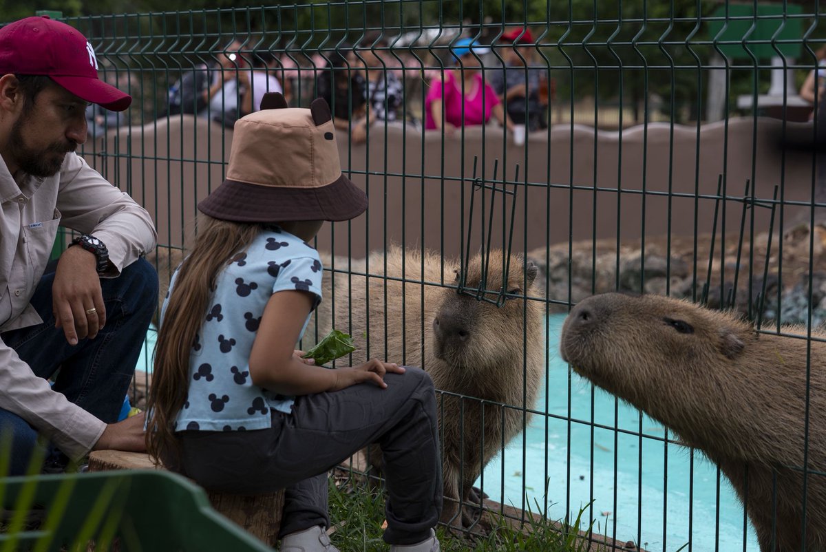 ¿Sin plan para hoy? ¡El <a href="/Zoo_morelia/">ZooMorelia Oficial</a> está abierto! 🦁🛶

Vengan a disfrutar de un día inolvidable con el trenecito, el acuario, la tirolesa y la compañía de nuestros ejemplares como las jirafas y capibaras.

¡Los esperamos para vivir una Navidad diferente! 🎅🏼🎄