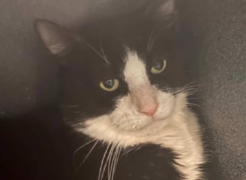 JLthekid9999's tweet photo. 🆘🆘 MICKEY (ID 237833), 3 YO, MALE –  IN QUEENS ACC - came into the shelter as an aco - owner surrender on 9/27/2025, with the surrender reason stated as person circumstance- hoarding situation.    🆘🆘 😿 😿 😿 😿

➡️TBD 12/28/25

➡️ TOO LOW ON PLEDGES TO STIMULATE RESCUE INTEREST

➡️🆘🆘 8TH Chance on Emergency Placement List – HIGHLY UNUSUAL AND SHELTER AT MAXIMUM CAPACITY- NOW IS THE TIME TO ACT/HELP MICKEY - HIGHEST EU/SILENT KILL RISK–🆘🆘 😱🔥🔥😱

➡️ 90 DAYS IN SHELTER – TOO LONG – TIME IS RUNNING OUT

➡️ MICKEY IS ON THE EPL FOR BEHAVIORAL REASONS - He is an under socialized adult cat and is not thriving in the care center and continues to display distance-increasing behavior when approached for interactions. He has not warmed up despite staff using treats to build a positive association. - This designation often means that the cat will be given very little time for rescue/foster/adoption. 🔥🔥🔥🔥

What my friends at ACC say about me: I have lived with cats in my previous home. I would appreciate slow introductions to new people and places to help me feel safe. I'm sensitive and shy. I'll need extra help from you.  ❤️ 😻❤️ 😻❤️ 😻

NEEDS OUT OF SHELTER ASAP –

Please RT or pledge, if you can, to save this little one.

@AdamsPaulGrimke

💔😿🙏Thank you