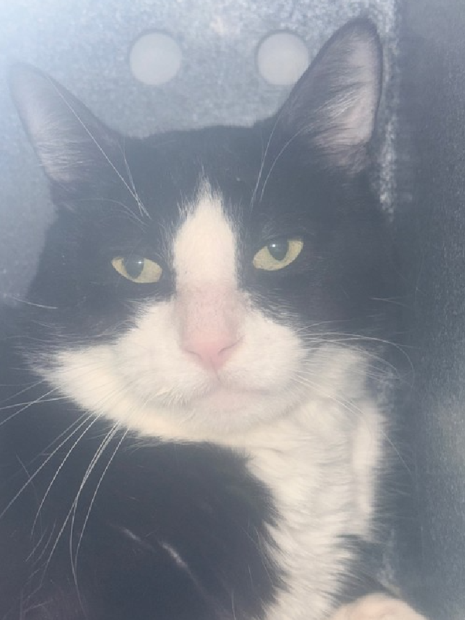 JLthekid9999's tweet photo. 🆘🆘 MICKEY (ID 237833), 3 YO, MALE –  IN QUEENS ACC - came into the shelter as an aco - owner surrender on 9/27/2025, with the surrender reason stated as person circumstance- hoarding situation.    🆘🆘 😿 😿 😿 😿

➡️TBD 12/28/25

➡️ TOO LOW ON PLEDGES TO STIMULATE RESCUE INTEREST

➡️🆘🆘 8TH Chance on Emergency Placement List – HIGHLY UNUSUAL AND SHELTER AT MAXIMUM CAPACITY- NOW IS THE TIME TO ACT/HELP MICKEY - HIGHEST EU/SILENT KILL RISK–🆘🆘 😱🔥🔥😱

➡️ 90 DAYS IN SHELTER – TOO LONG – TIME IS RUNNING OUT

➡️ MICKEY IS ON THE EPL FOR BEHAVIORAL REASONS - He is an under socialized adult cat and is not thriving in the care center and continues to display distance-increasing behavior when approached for interactions. He has not warmed up despite staff using treats to build a positive association. - This designation often means that the cat will be given very little time for rescue/foster/adoption. 🔥🔥🔥🔥

What my friends at ACC say about me: I have lived with cats in my previous home. I would appreciate slow introductions to new people and places to help me feel safe. I'm sensitive and shy. I'll need extra help from you.  ❤️ 😻❤️ 😻❤️ 😻

NEEDS OUT OF SHELTER ASAP –

Please RT or pledge, if you can, to save this little one.

@AdamsPaulGrimke

💔😿🙏Thank you
