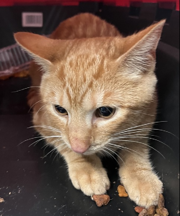 JLthekid9999's tweet photo. 🆘🆘 SOL (ID 244085), 3 MONTH, MALE – IN QUEENS ACC - came into the shelter as a stray on 12/19/2025. 🆘🆘 😿 😿 😿 😿
➡️TBD 12/28/25
➡️ JUST A BABY – BEGINNING LIFE
➡️ MEDICAL PRIORITY – NEEDS MORE CARE AND ATTENTION THAN THE SHELTER CAN PROVIDE. IN FELINE ICU
➡️ TOO LOW ON PLEDGES TO STIMULATE RESCUE INTEREST
➡️ 🆘🆘 2ND Chance on Emergency Placement List – VERY URGENT – 🆘🆘 😱🔥🔥😱
➡️ 7 DAYS IN SHELTER – TOO LONG – TIME IS RUNNING OUT
➡️ SOL IS ON THE EPL FOR MEDICAL REASONS - Sol is a kitten that presented to ACC with fractures in his right hind paw. He would benefit from an orthopedic consultation to determine the best way to treat his injuries. This evaluation/diagnosis means that SOL will be given very little time for rescue/foster/adoption. 🔥🔥🔥🔥
What my friends at ACC say about me: My history is a mystery and my friends here do not know much about me yet! I would appreciate slow introductions to new people and places to help me feel safe. I prefer to call the shots and enjoy coming to you when I'm ready for pets. Sol tolerates attention and petting but appears fearful or stressed in the shelter. He may be a little more independent, and may need time to warm up to his new home. ❤️ 😻❤️ 😻❤️ 😻
NEEDS OUT OF SHELTER ASAP –
Please RT or pledge, if you can, to save this little one.
@AdamsPaulGrimke
💔😿🙏Thank you