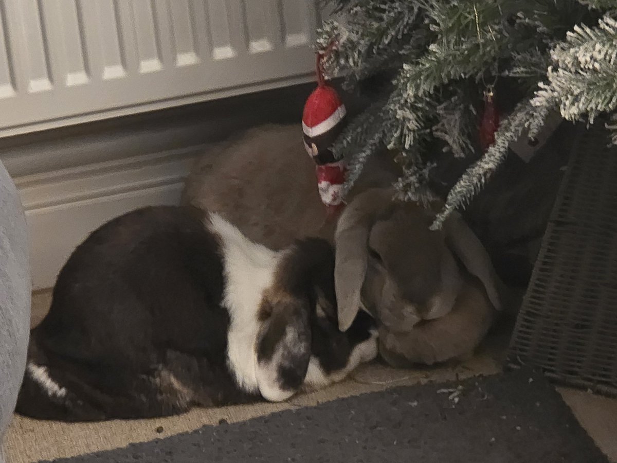 peepeedirt's tweet image. Santa left 2 bunnies under the tree 😳