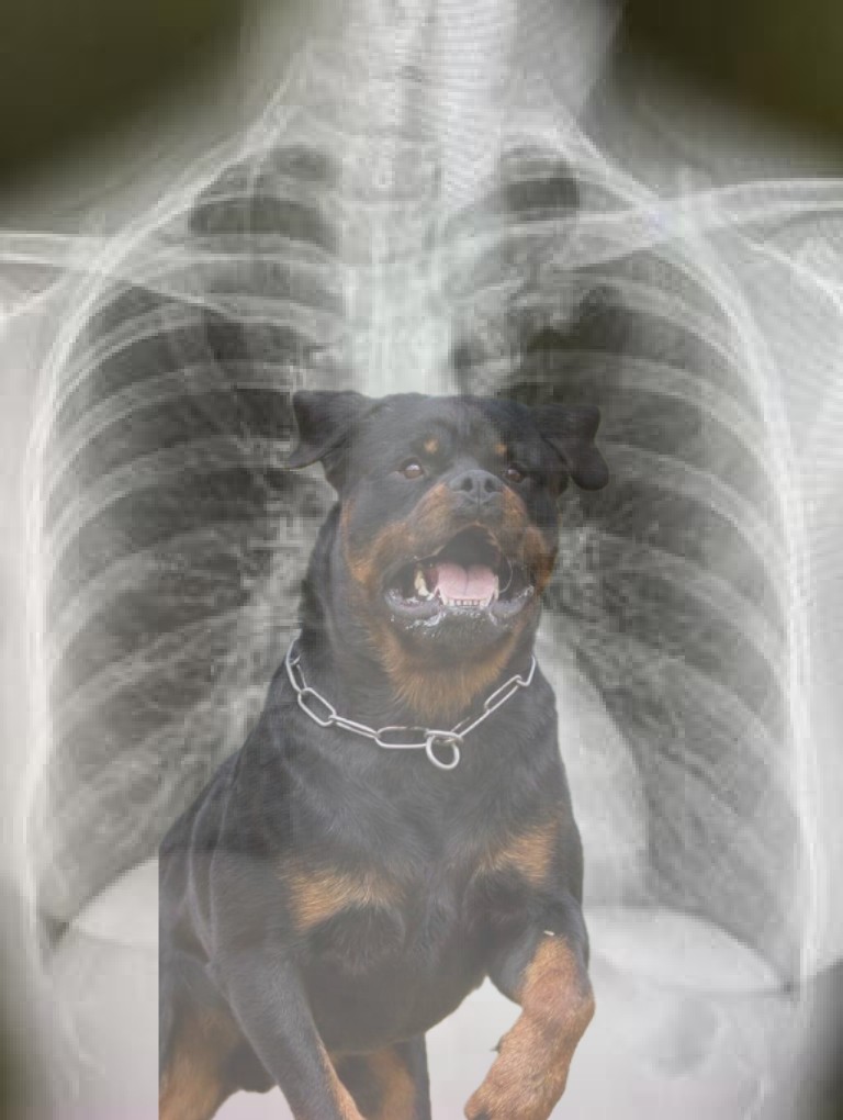 Bard - Your Favorite Voice Actor 🎙 tweet media