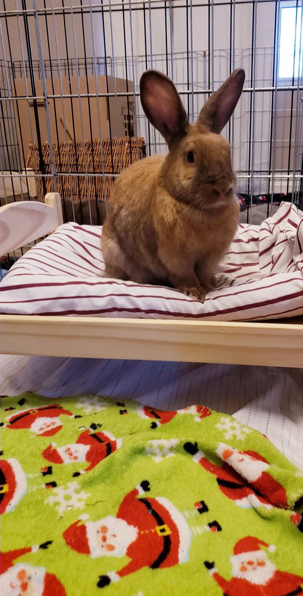 ttas's tweet image. Good Christmas morning! The bunnies are awake and ready to see what Santa brought them. We will post the bunnies with their presents later today. Merry Christmas!