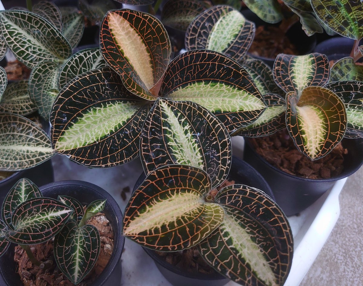 THE GAKI @ジュエルオーキッド (@TheGAKI_pf) / Posts / X