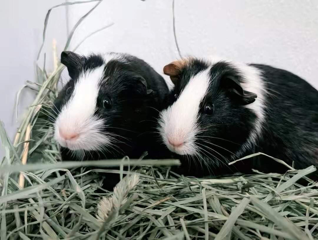 Guinea pigs in a meadow wearing yellow uniforms on Craiyon, image size:1080x814