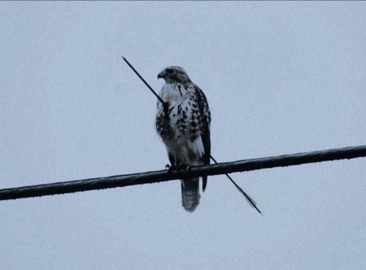 cli0l_'s tweet image. 