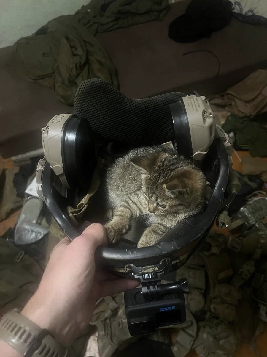 Потеряшки, которых я недавно пристроил.