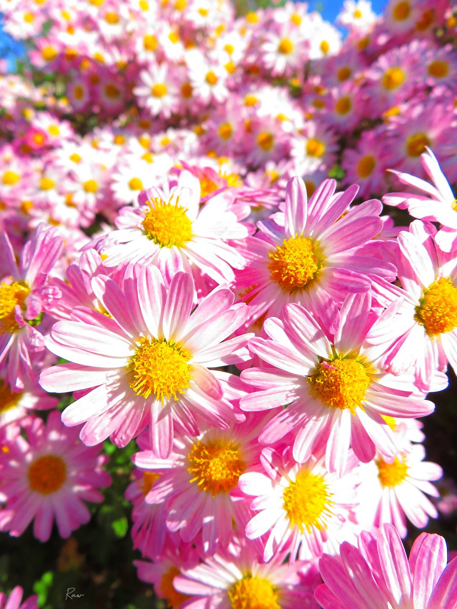 善と悪：見返り
-
人からの見返りを求め続けると
やがて欲望は怒りへと変わる

そこに映るのは自分の利益だけ
他人の幸せなど欠片も映らない

秤に自分の利益を先にのせず
人への思いやりを先にのせれば

怒りではなく優しさに包まれる
それこそが最高の見返りである
-