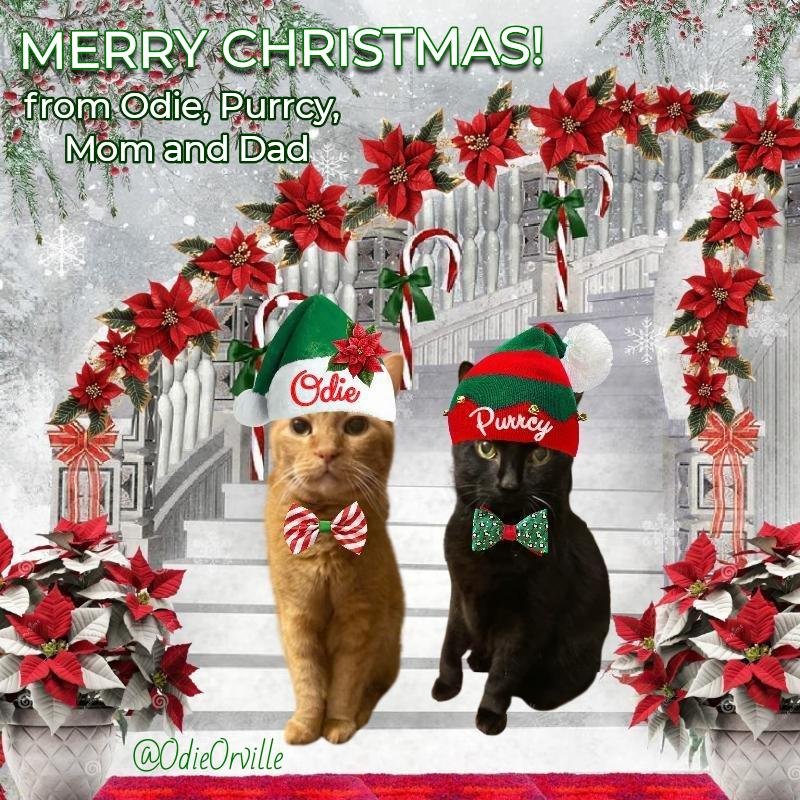 THE Odie Bob Orville 😺 tweet media