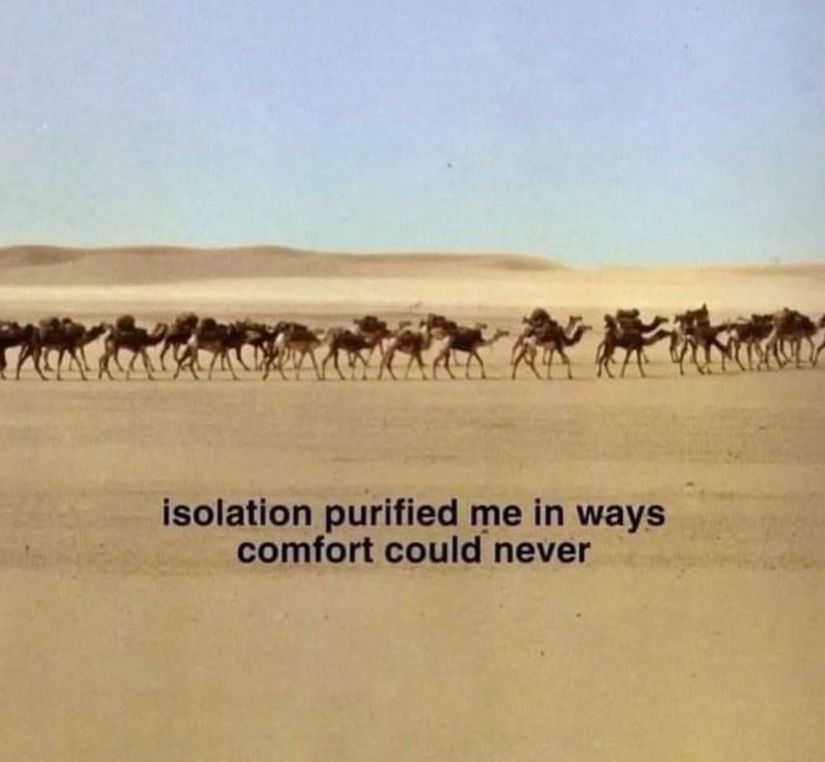 northstardoll's tweet image. 