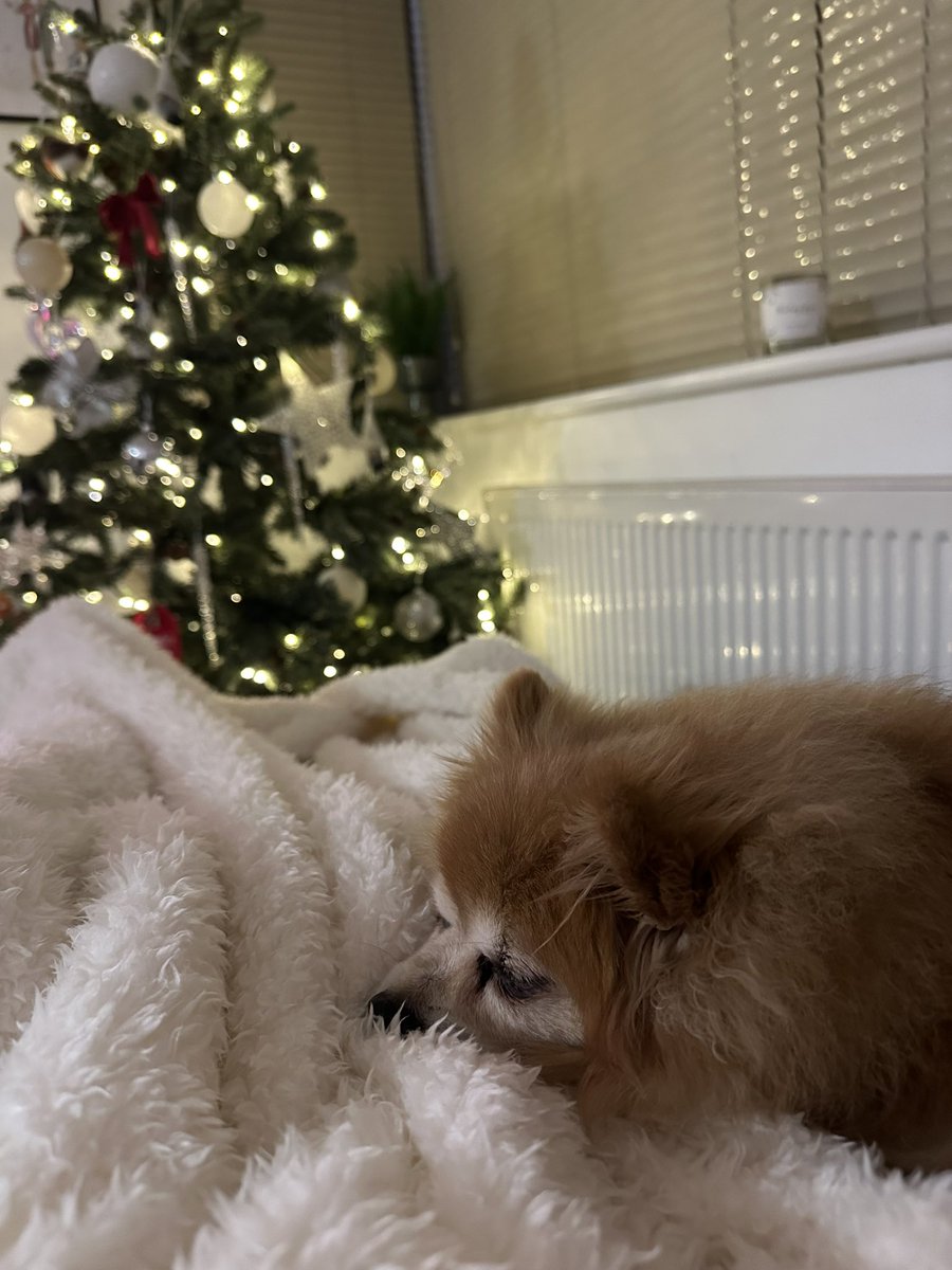 christmas day cuddles with my pup