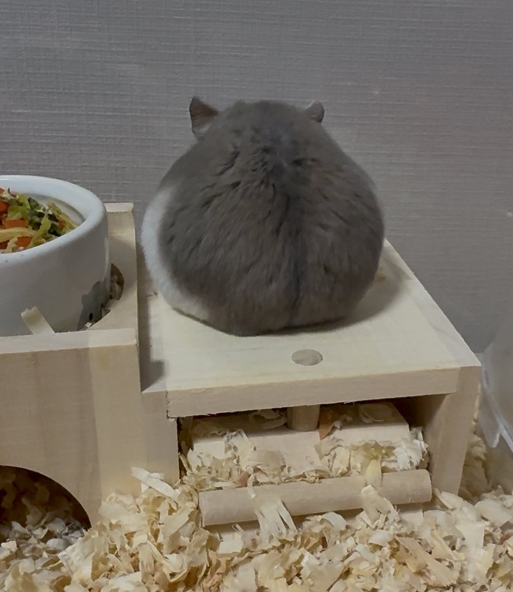 ハル　ハムスターとの日常 tweet media