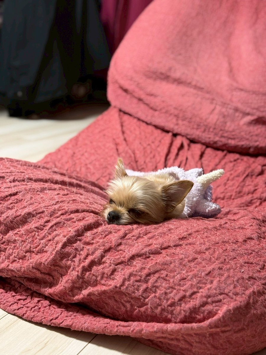 ぱんちゃんページです♡ ぱんちゃん 璃奈😈⚡️無敵モード中 (@panchanrina) / Posts / X