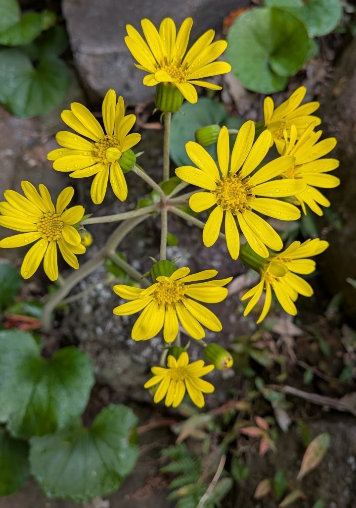 ウルップ草 tweet media