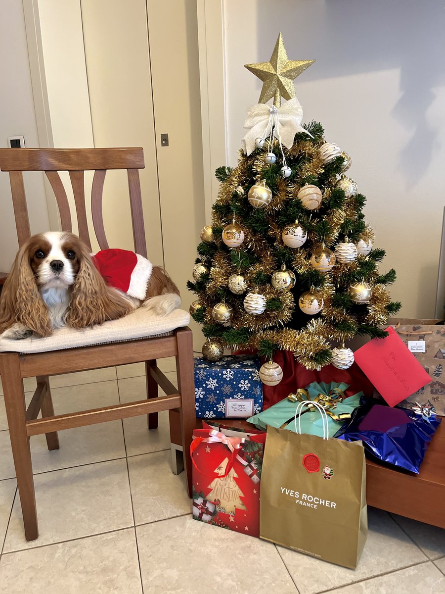 Merry Christmas to all my #CavPack friends and to everyone who reads this message! 🎄🎅💫🎁🎉 for days full of peace &amp; joy, not only in this Xmas time but always! Share happiness! 🤗
#MerryChristmas 
#CavalierKingCharlesSpaniel 🐶