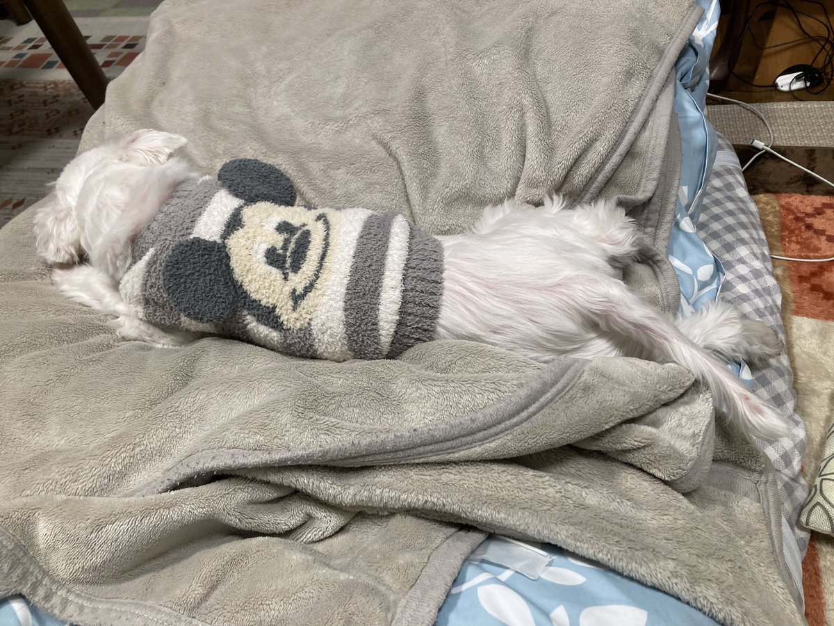 クリスマス終わっちゃった••• #マルチーズ #愛犬大好き #Maltese