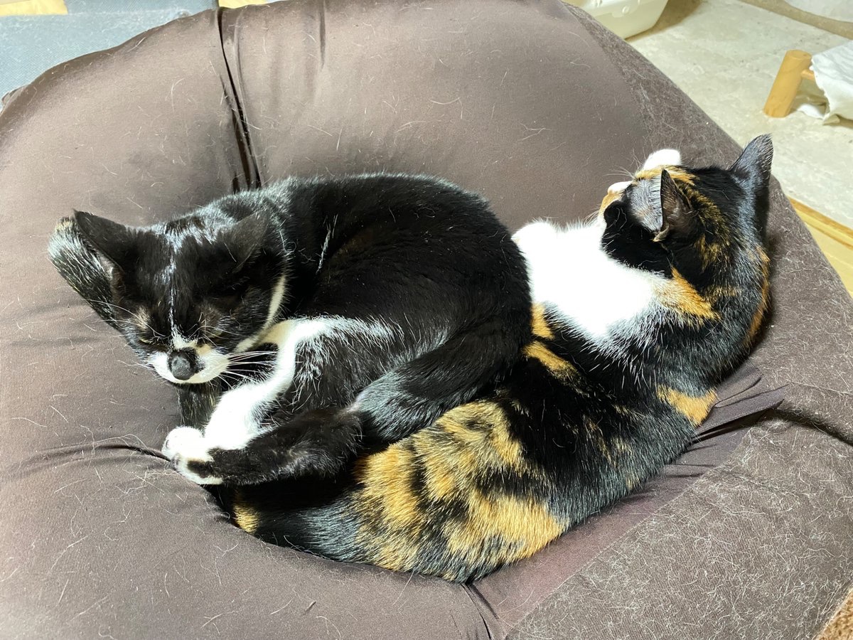 ソラネコさんち (@mofgedama) / Posts / X