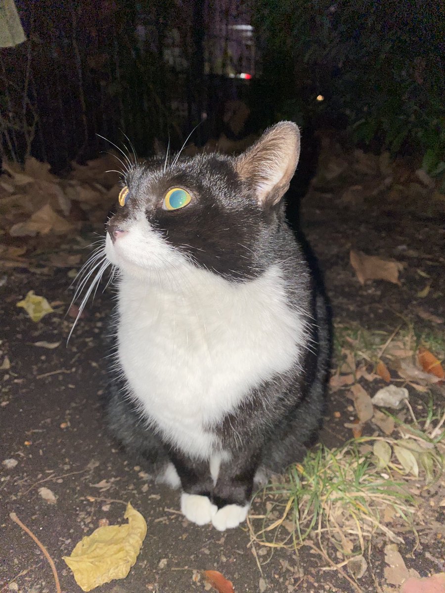 にゃん太郎 (@nyannyan__taro) / Posts / X