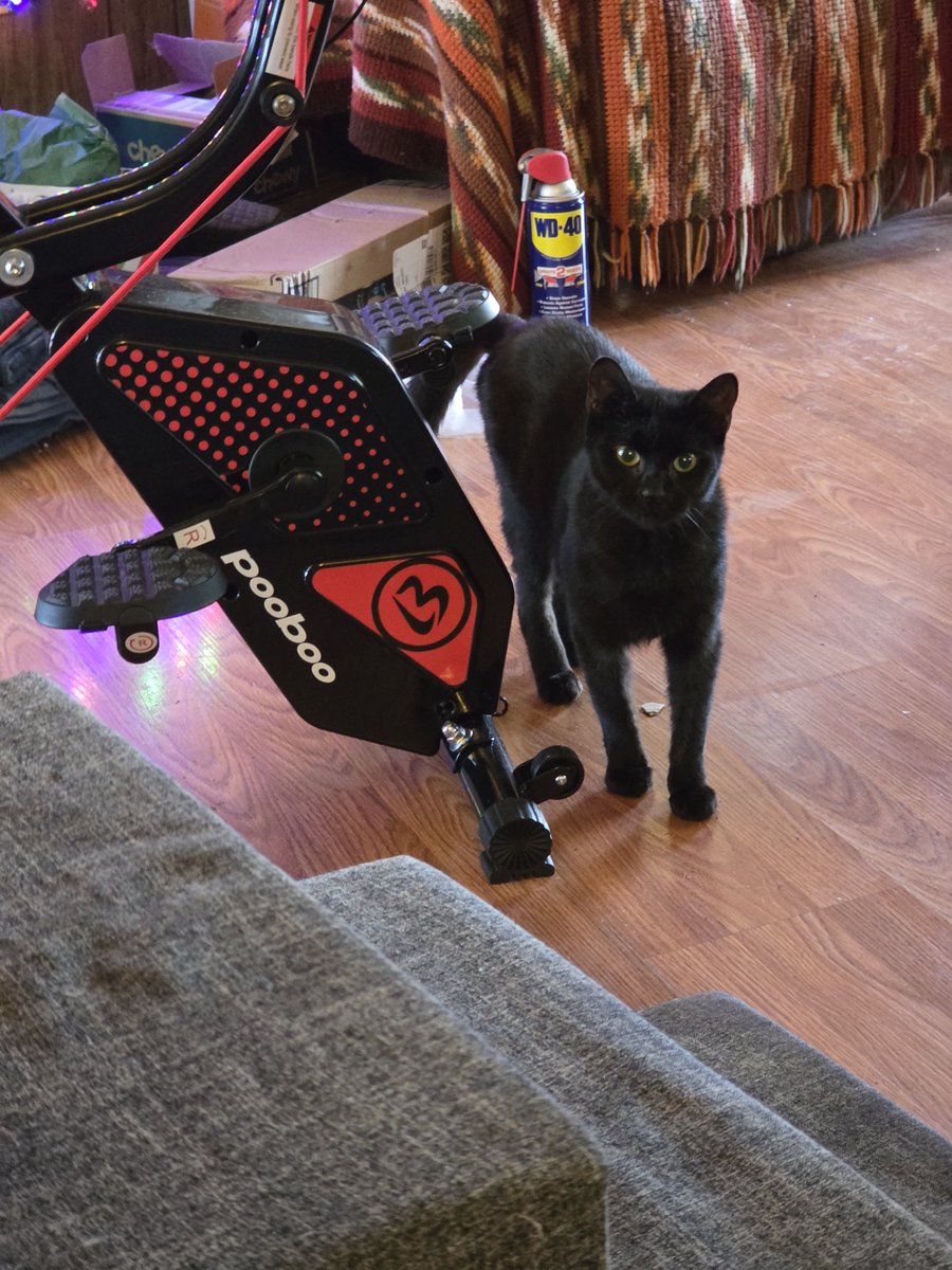 sweetgeorge84's tweet image. The old dude was being lazy after his big Christmas dinner but we cracked the Whip and made him do a half a mile on his bike 😼😹