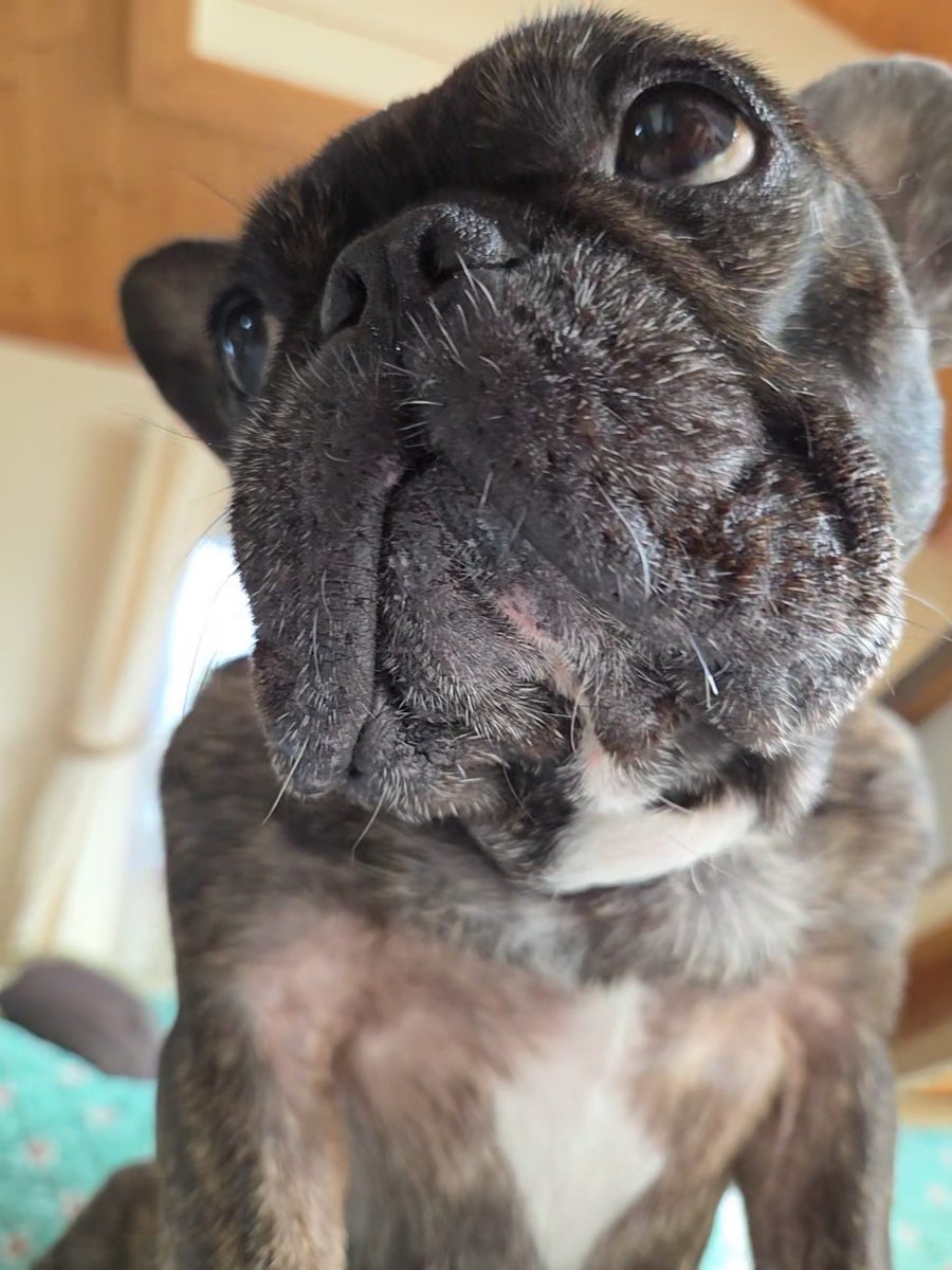 つよし🐶まる (@tsuyoshi39161) / Posts / X