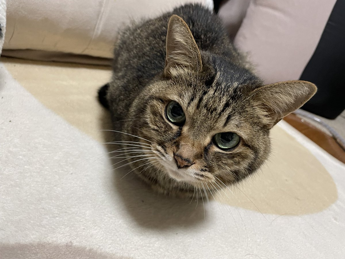 みけ (@mike_cat_a_log) / Posts / X