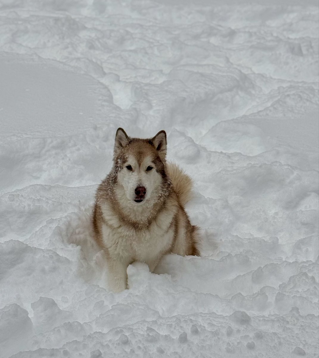 Xavier A. Santiago tweet media